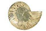 Cut & Polished Ammonite Fossil (Half) - Madagascar #263623-1